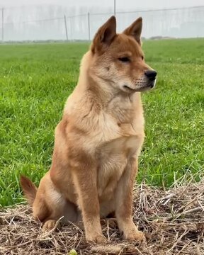 german shepherd puppy