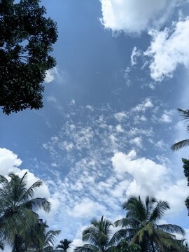 Blue sky with white clouds and coconut trees in Kerala tropical landscape sky
