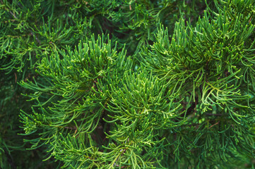 Close up photos of short, green, fresh, wide spread shrub Chinese Juniper at local public spaces © Anastasia
