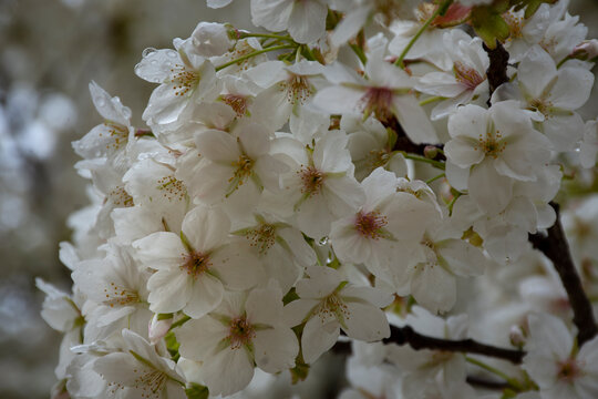 cherry tree blossom