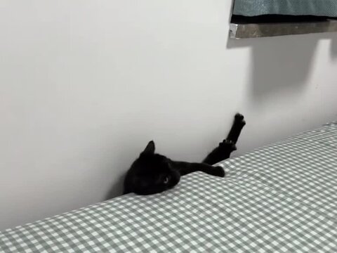 A cute black cat resting on a checkered bed sheet