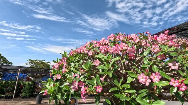 Beautiful pink adenium flowers blossom in morning sunlight with birds flying over vibrant blue sky.