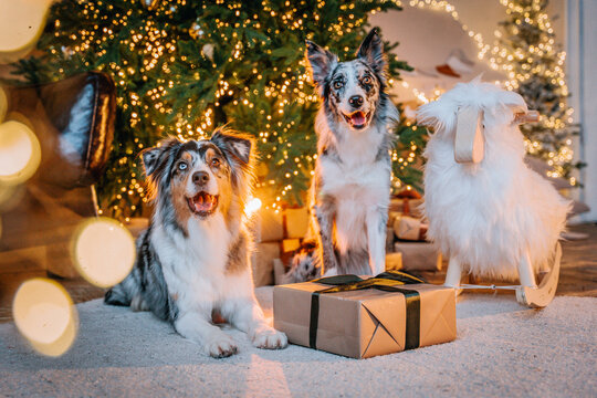 Three herding dogs, Border Collie and Australian Shepherd, posing beside Christmas presents in a cozy home decorated with a Christmas tree and warm fairy lights. Festive holiday atmosphere, winter cel
