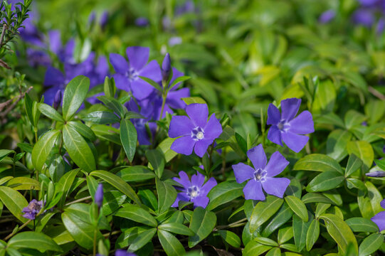 Vinca minor lesser periwinkle ornamental flowers in bloom, common periwinkle flowering plant, creeping flowers
