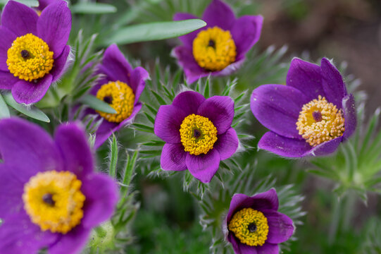 Purple Pasque flower Pulsatilla vulgaris blooming with yellow stamens in spring garden