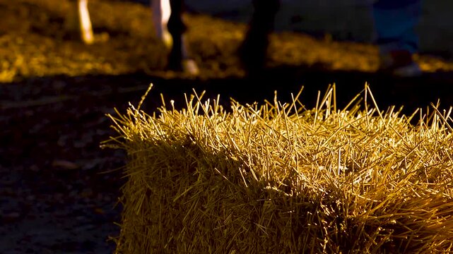 Close up hay as shadows of horses walk by