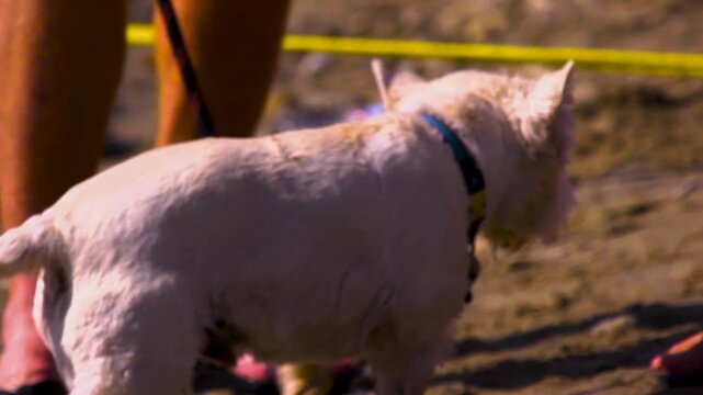 Close up of a cute white dog on the lake shore