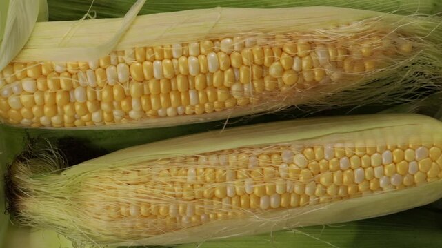 top view of fresh corn cob zoom food top view