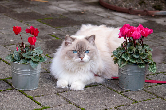 cute fluffy ragdoll cat lies comfortably on a stone patio between  two small metal pots with blooming pink and red cyclamen flowers