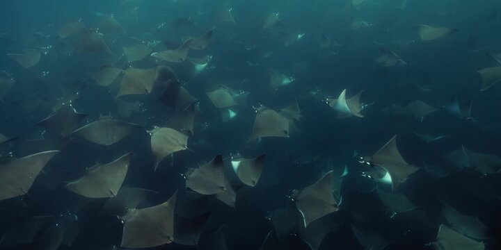 Schooling Manta Rays Underwater in Dark Ocean, Cinematic Wildlife Scene, This underwater video showcases a mesmerizing school of manta rays gracefully gliding together
