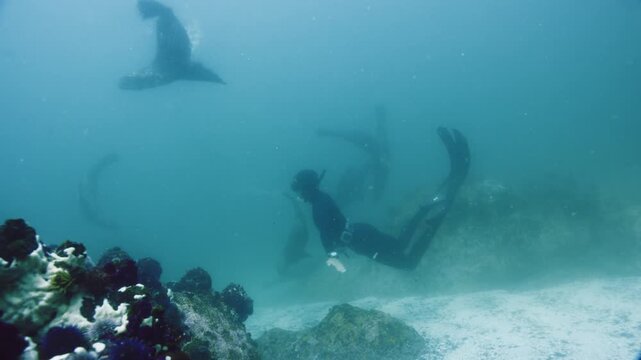 Free-Diving with Sea Lions Underwater Adventure, This underwater video showcases an exhilarating encounter between a scuba diver and playful sea lions near vibrant coral
