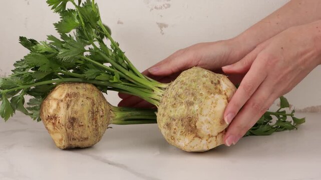hands put celery roots on ligt surface harvest food