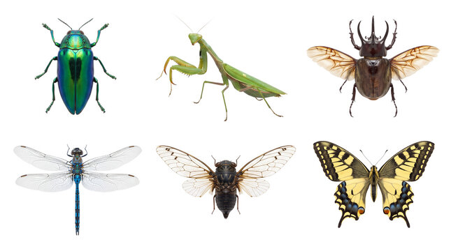 Set of colorful insects including beetle mantis dragonfly cicada and butterfly in vector style