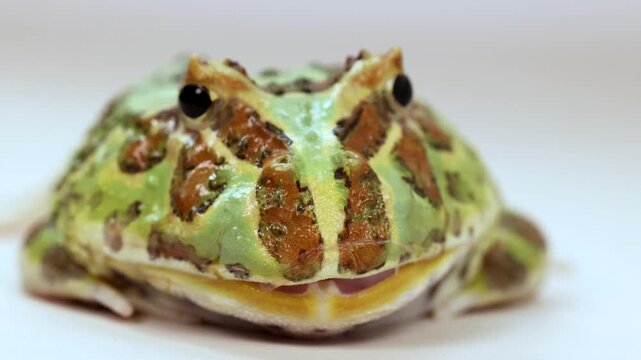 Frontal view of ornate horned frog sitting still on white background with slight breathing motion.