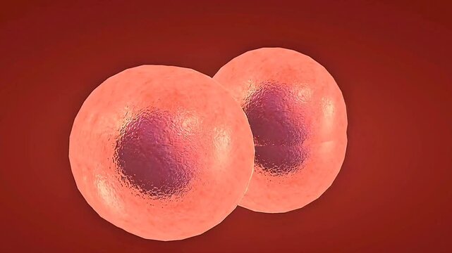 Educational view of a fertilised egg dividing into morula and blastocyst before uterine implantation.