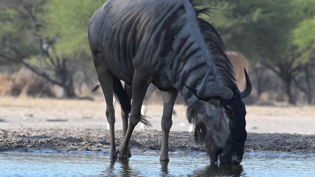 Blue wildebeest drinking at Kalahari waterhole in dry season