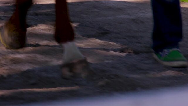 Close up of horse feet walking in the dirt