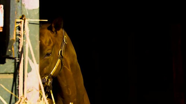 Close up of horse eating hay in the golden morning light