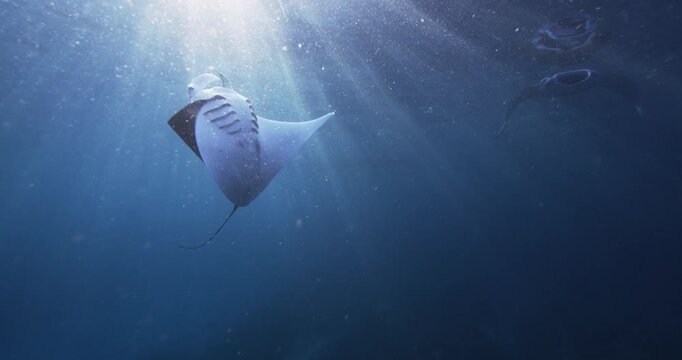 Manta Rays Gliding Through Sunlit Ocean Depths, Cinematic Wildlife Scene, Slow-motion shots follow manta rays gracefully gliding beneath sun-dappled ocean surfaces