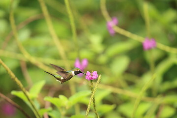 The little woodstar (Chaetocercus bombus), called estrellita chica in South America, is a Near Threatened species of hummingbird in tribe Mellisugini of subfamily Trochilinae. © feathercollector