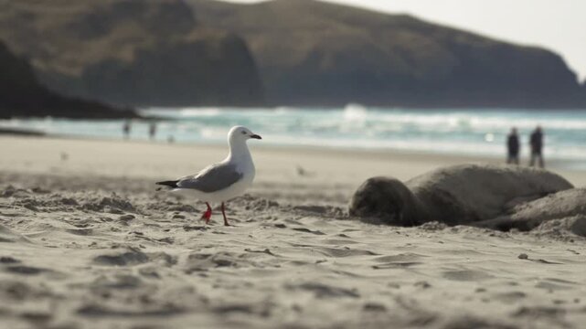Seagull Strolling on Sandy Beach Near Sleeping Seal, Dynamic Coastal Scene, This captivating sequence showcases a seagull gracefully traversing the sandy beach near a