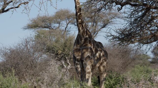 South African giraffe, aka Cape giraffe (Giraffa giraffa[ or Giraffa camelopardalis giraffa) in natural Kalahari-Nama Karoo transition habitat near Kimberley, Northern Cape, South Africa.