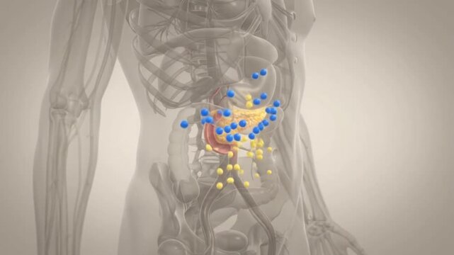 3D medical illustration of human torso showing internal organs and highlighted particles.