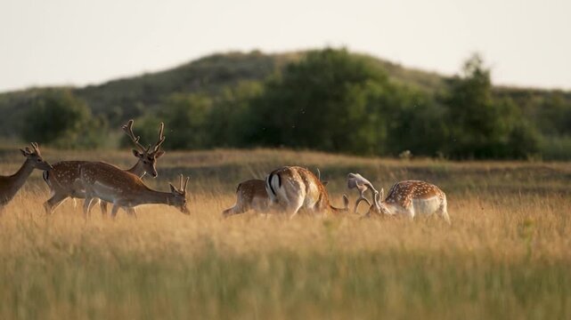 Fallow Deer Sparring in Golden Grassland at Sunset, Dynamic Wildlife Scene, This video follows two male fallow deer engaging in an intense sparring match amidst a