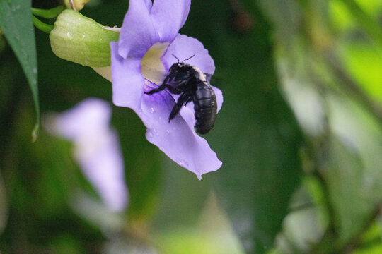 Tropical Carpenter Bee, on Hibiscus flower, on Gaya Island, Borneo.