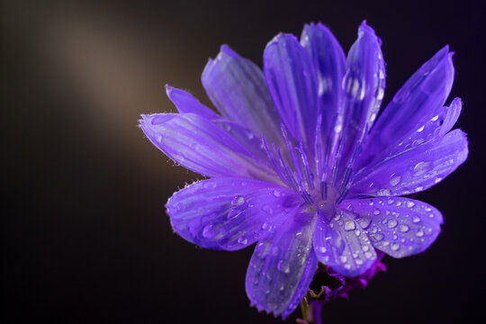 Vibrant purple chicory flower with dew drops on a dark background   