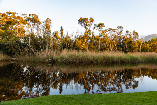 river reeds, reflections and Klein River and Mountains at sunrise, Stanford, South Africa