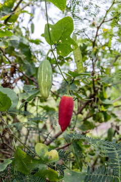 Ripe red and raw green Ivy Gourd (Coccinia grandis) fruits hanging on vine with natural foliage, botanical Close up