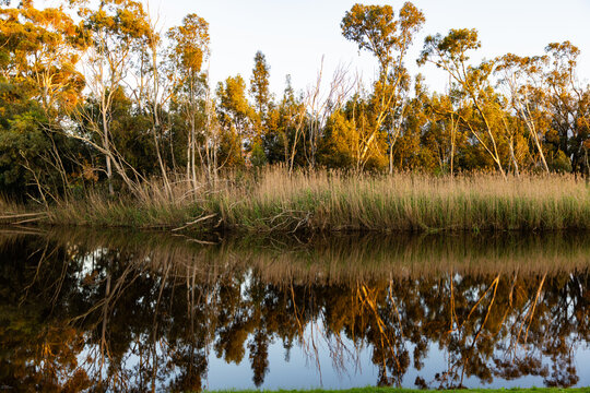 river reeds, reflections and Klein River and Mountains at sunrise, Stanford, South Africa