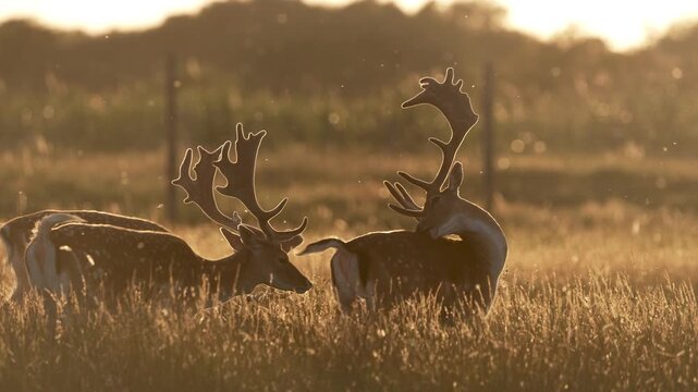 Male Deer Sparring in Golden Light, Cinematic Wildlife Scene, This captivating video showcases two male deer engaged in an intense sparring match against a backdrop of