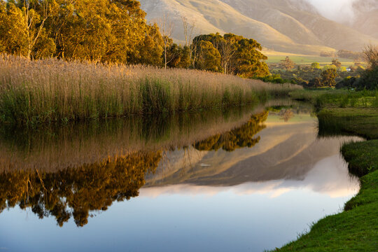 river reeds, reflections and Klein River and Mountains at sunrise, Stanford, South Africa