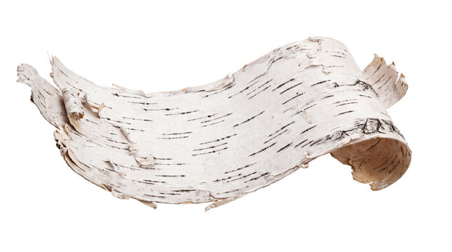 Natural birch bark strip with rustic texture, curled white tree bark piece, organic wood material for forest themed crafts and decor isolated PNG with Transparent Background