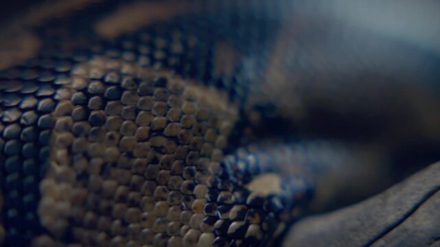 Snake Skin Texture Macro Detail Shot, Cinematic Wildlife Scene, This close-up macro shot focuses on intricate patterns and textures found within snake scales against a