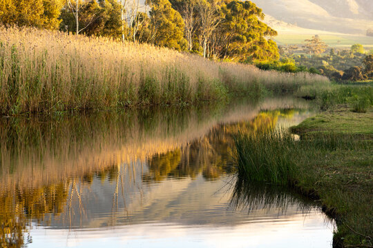 golden retriever, river reeds, reflections and Klein River and Mountains at sunrise, Stanford, South Africa