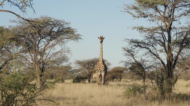 South African giraffe, aka Cape giraffe (Giraffa giraffa[ or Giraffa camelopardalis giraffa) in natural Kalahari-Nama Karoo transition habitat near Kimberley, Northern Cape, South Africa.