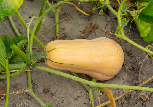 ripe butternut squash in the field during harvest season