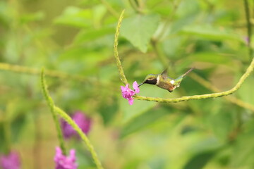 The little woodstar (Chaetocercus bombus), called estrellita chica in South America, is a Near Threatened species of hummingbird in tribe Mellisugini of subfamily Trochilinae. © feathercollector