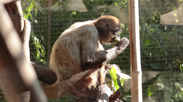 Spider monkey eating leaves while sitting on tree branch in zoo enclosure slow motion.