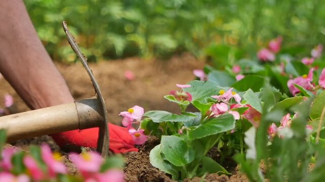 Gardening in a flower bed with a hoe during a sunny day