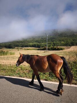 caballo en la carretera. 
