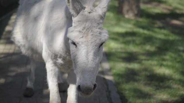 White donkey walking calmly on a path in a grassy area
