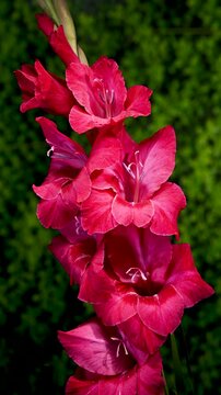 Magneta Gladiolus Flowers Blooming Against Green Foliage Background
