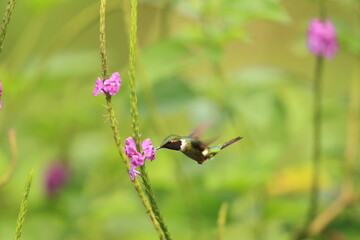 The little woodstar (Chaetocercus bombus), called estrellita chica in South America, is a Near Threatened species of hummingbird in tribe Mellisugini of subfamily Trochilinae. © feathercollector