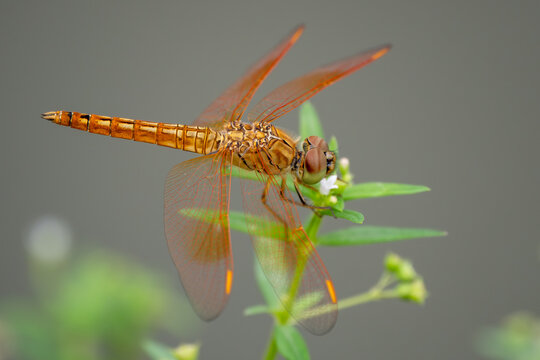 Ditch Jewel dragonfly - Brachythemis contaminata, beautiful blue dragonfly from Asian lakes and rivers, Vietnam.
