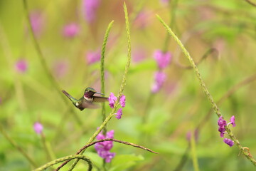 The little woodstar (Chaetocercus bombus), called estrellita chica in South America, is a Near Threatened species of hummingbird in tribe Mellisugini of subfamily Trochilinae. © feathercollector