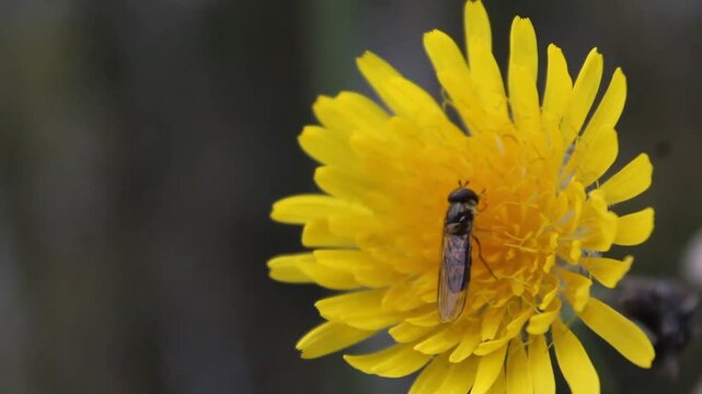 Insect Resting on Yellow Flower Macro Video.

